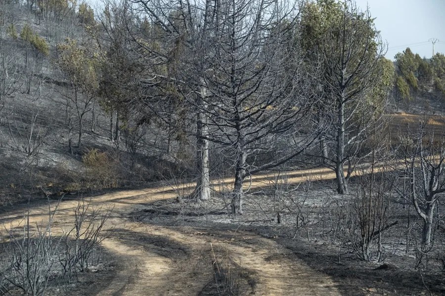 Incendio forestal en Selas