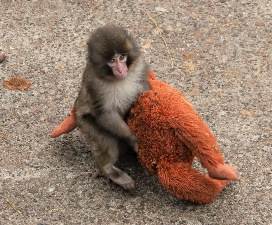 El pequeño macaco japonés abandonado al nacer en el zoológico de la ciudad de Ichikawa. EFE/ Zoológico De La Ciudad Japonesa De Ichikawa