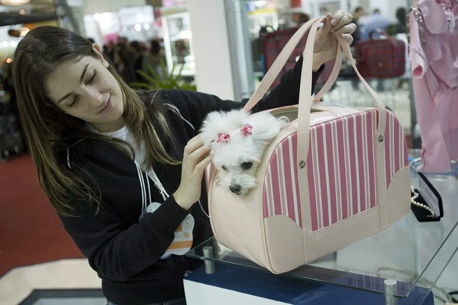 Imagen de un perro en un transportín.