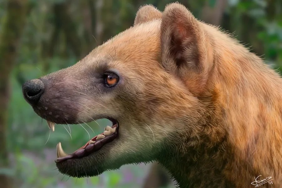 perro oso