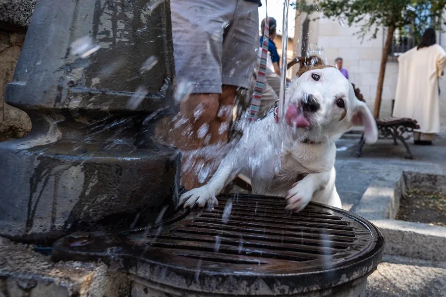 Un perro bebe en una fuente de Toledo