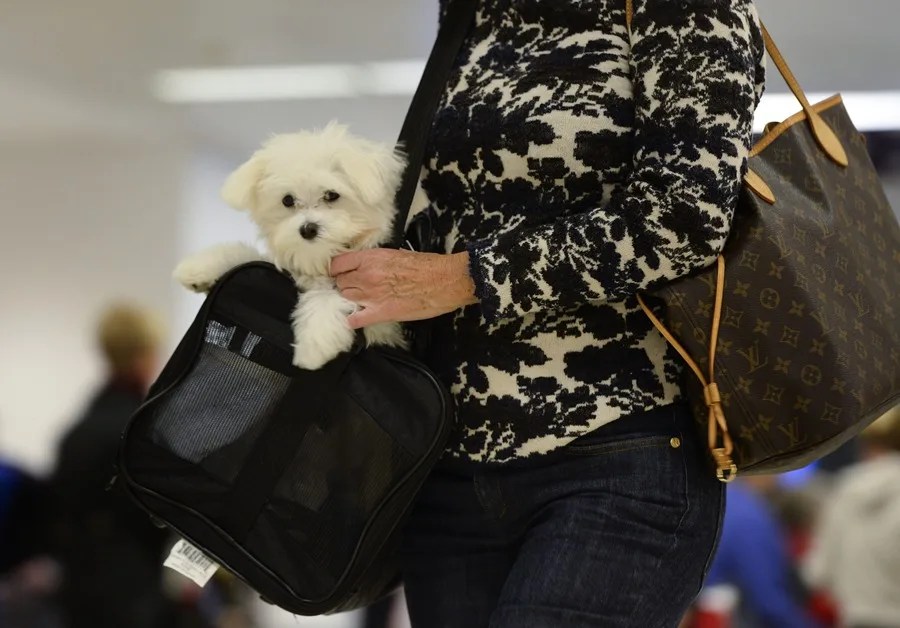 Una mujer y su mascota