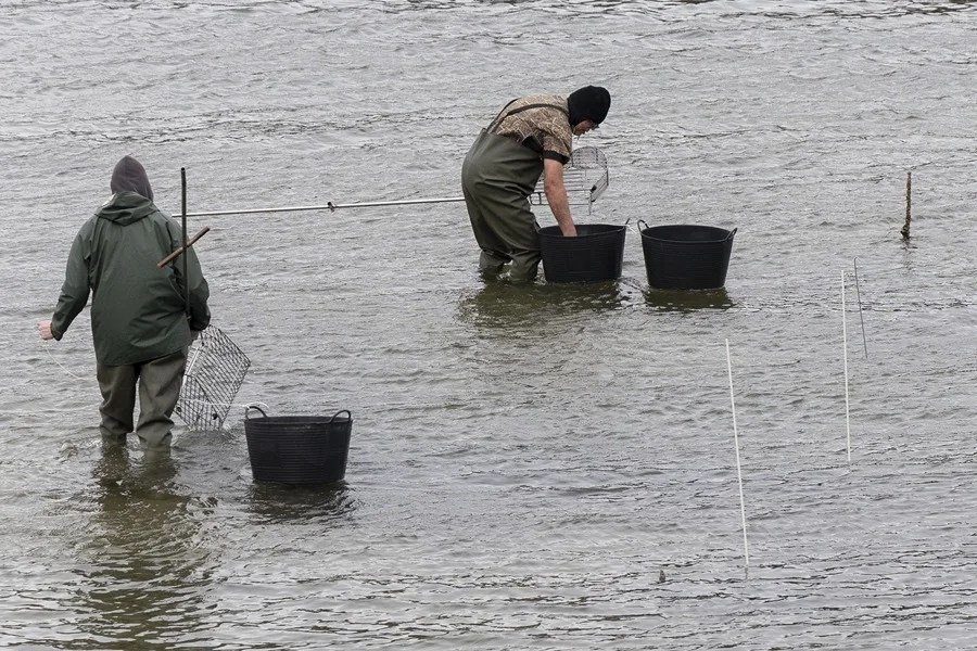 Dos mariscadores recogen bivalvos hoy en Carril