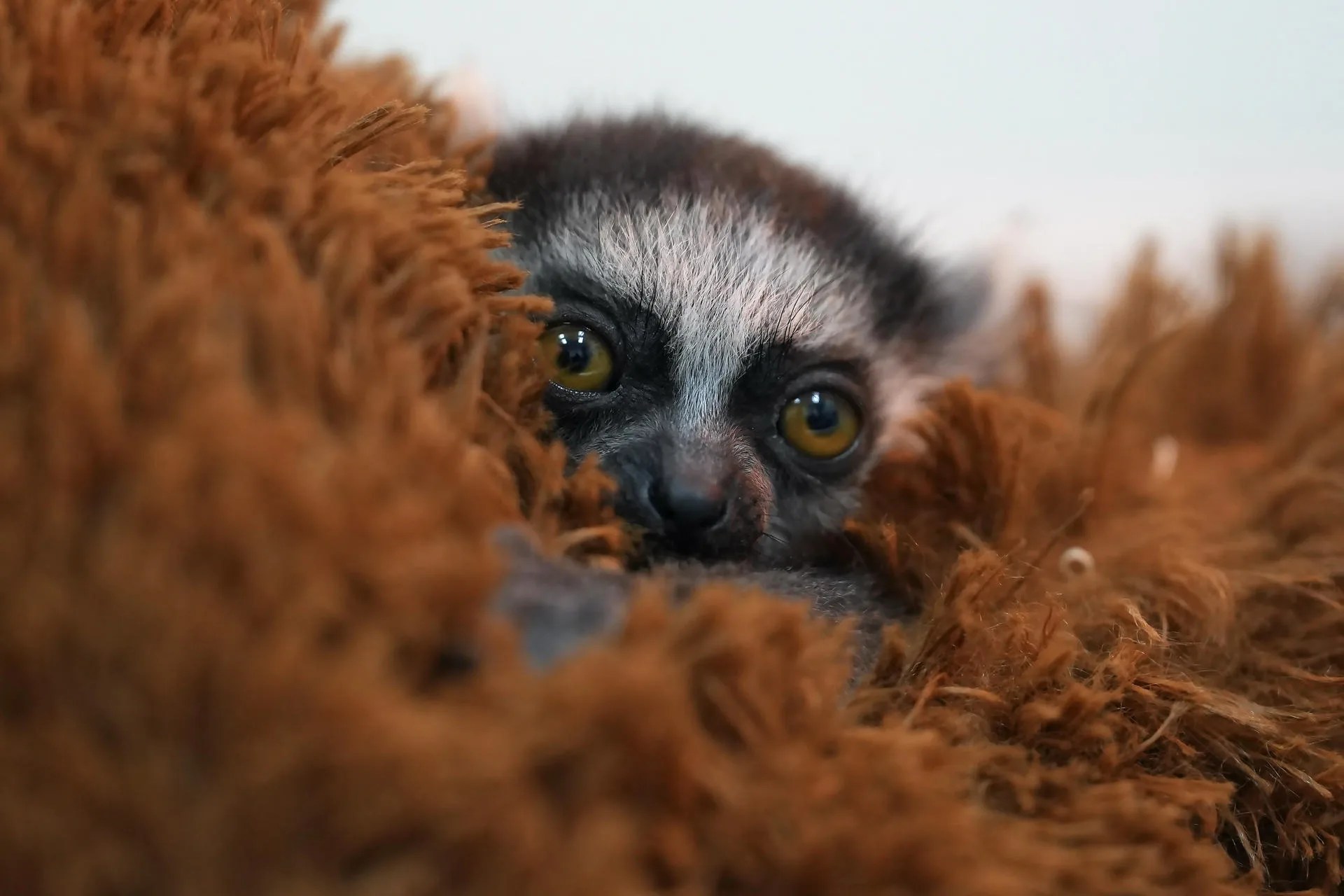 A ring-tailed lemur baby is being cared for by professionals at the Cali Zoo in Cali, Colombia, 23 July 2026. EFE/ Ernesto Guzman
