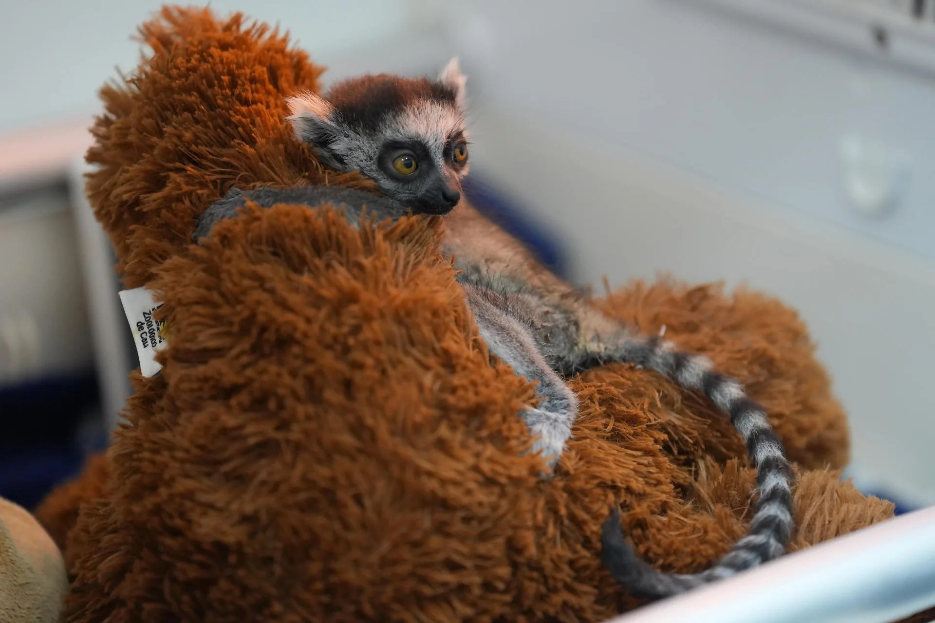 A ring-tailed lemur baby is being cared for by professionals at the Cali Zoo in Cali, Colombia, 23 July 2026. EFE/ Ernesto Guzman
