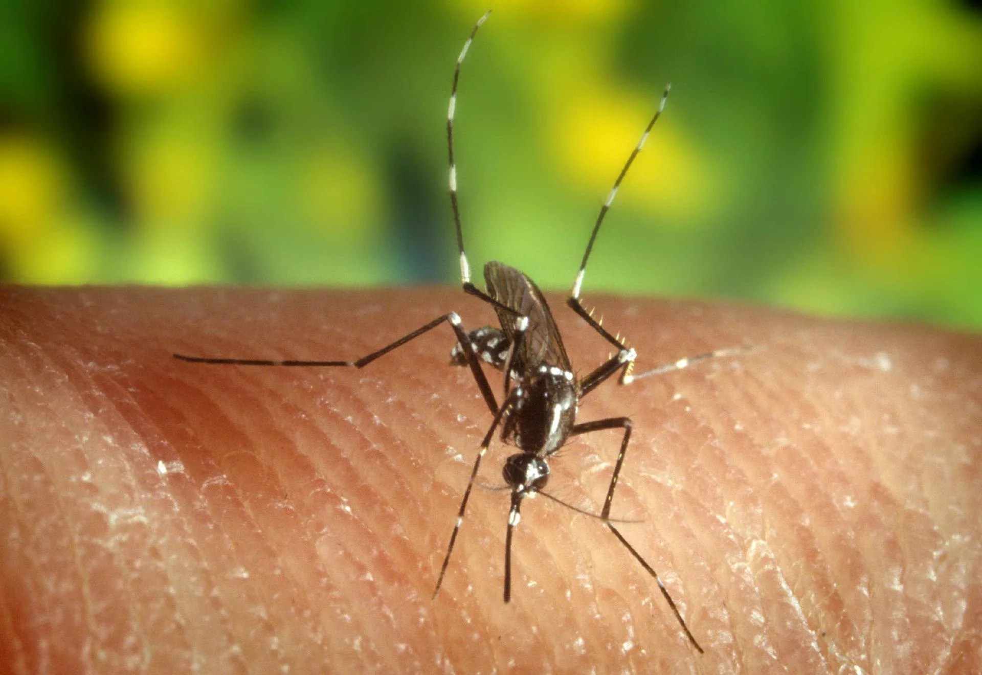 virus del Nilo en Andalucía