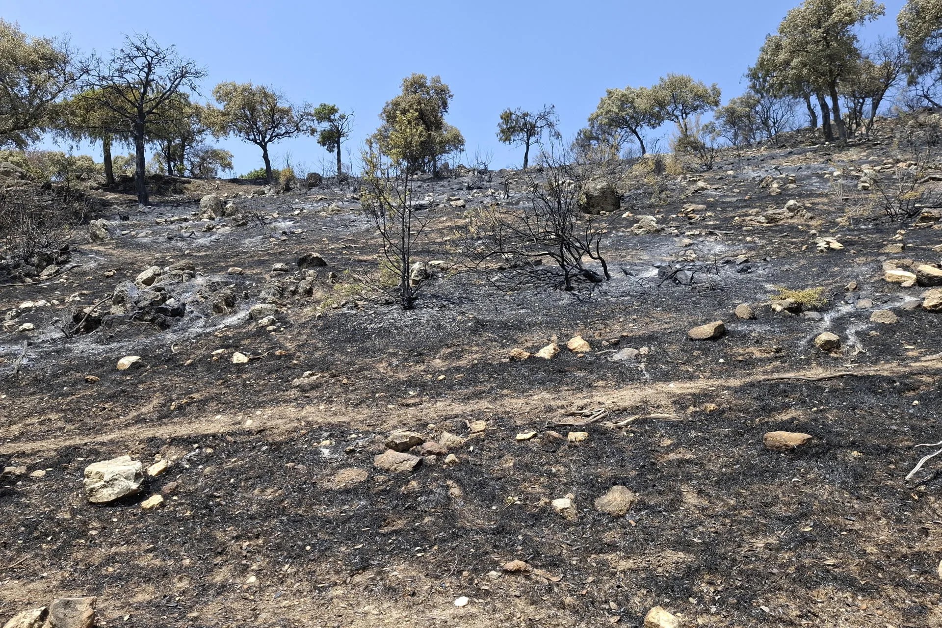 "Cuando ves el fuego tan de cerca, huele a infierno". Jennifer Cabrera, veterinaria de Safari Madrid, no encuentra otra forma de describir las horas en las que las llamas del gran incendio que asola el centro de España avanzaron hasta quedarse a apenas 300 metros del parque, mientras ella y una decena de compañeros luchaban contrarreloj para proteger a cientos de animales que no podían escapar. Durante casi dos días nadie pensó en dormir. Tampoco en comer. Veterinarios, cuidadores y trabajadores pasaron cerca de 40 horas en vela, regando instalaciones, vigilando el avance del incendio y aferrándose a un cambio de viento que terminó evitando que el fuego devorara el recinto.- EFE/ Isabel Rodríguez

