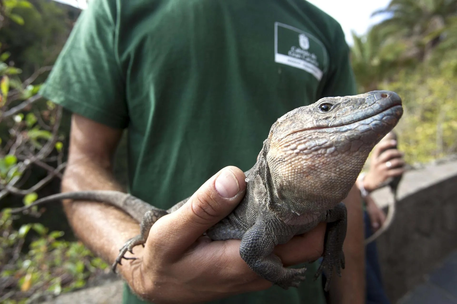 Foto de archivo de un lagarto gigante de Gran Canaria. EFE/Quique Curbelo
