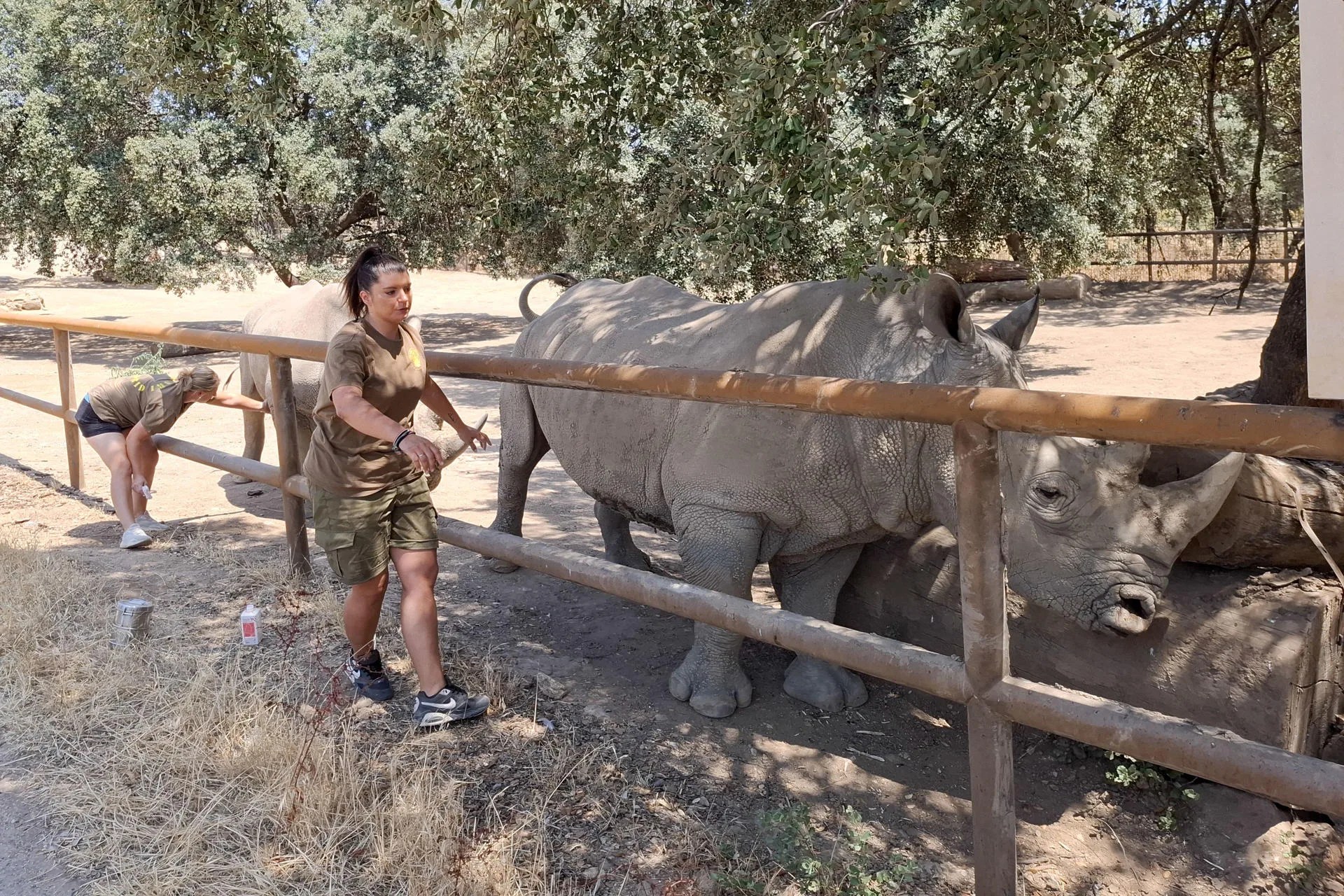 "Cuando ves el fuego tan de cerca, huele a infierno". Jennifer Cabrera, veterinaria de Safari Madrid, no encuentra otra forma de describir las horas en las que las llamas del gran incendio que asola el centro de España avanzaron hasta quedarse a apenas 300 metros del parque, mientras ella y una decena de compañeros luchaban contrarreloj para proteger a cientos de animales que no podían escapar. Durante casi dos días nadie pensó en dormir. Tampoco en comer. Veterinarios, cuidadores y trabajadores pasaron cerca de 40 horas en vela, regando instalaciones, vigilando el avance del incendio y aferrándose a un cambio de viento que terminó evitando que el fuego devorara el recinto.- EFE/ Isabel Rodríguez