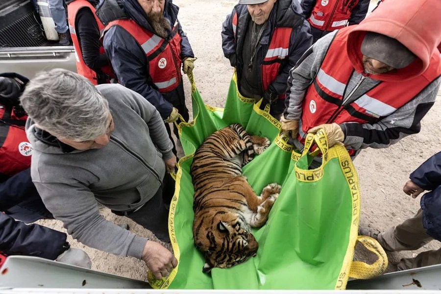 Despliegan un operativo para enviar 30 grandes felinos de Argentina a Estados Unidos y Sudáfrica