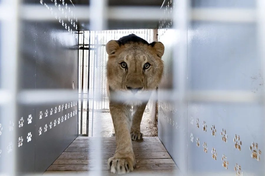 Despliegan un operativo para enviar 30 grandes felinos de Argentina a Estados Unidos y Sudáfrica