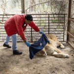 Despliegan un operativo para enviar 30 grandes felinos de Argentina a Estados Unidos y Sudáfrica