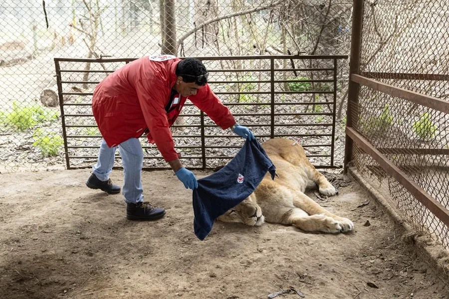 Despliegan un operativo para enviar 30 grandes felinos de Argentina a Estados Unidos y Sudáfrica