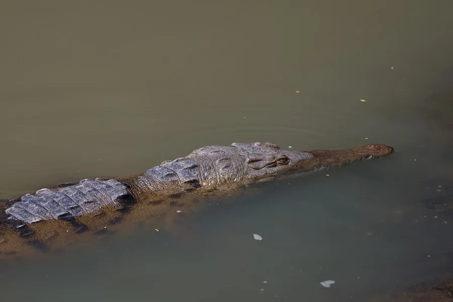 Entre calles y quebradas, los cocodrilos desafían el avance de la ciudad en Panamá