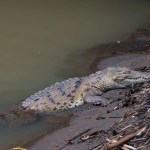 Entre calles y quebradas, los cocodrilos desafían el avance de la ciudad en Panamá