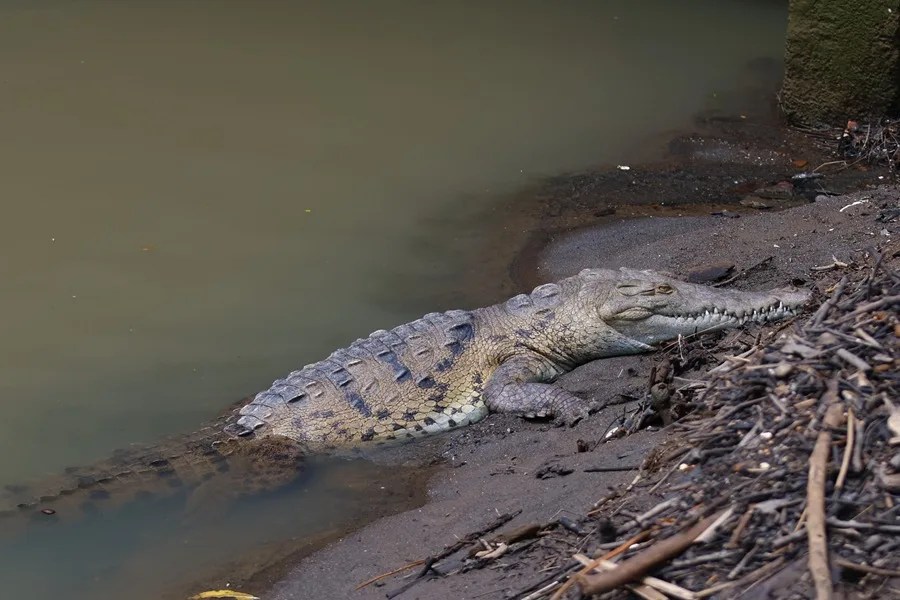 Entre calles y quebradas, los cocodrilos desafían el avance de la ciudad en Panamá