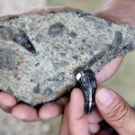 Amado y Cristian, los hermanos que han hallado miles de fósiles de megafauna en Costa Rica