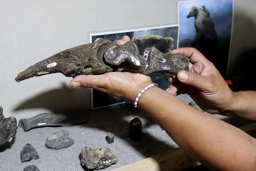 Amado y Cristian, los hermanos que han hallado miles de fósiles de megafauna en Costa Rica