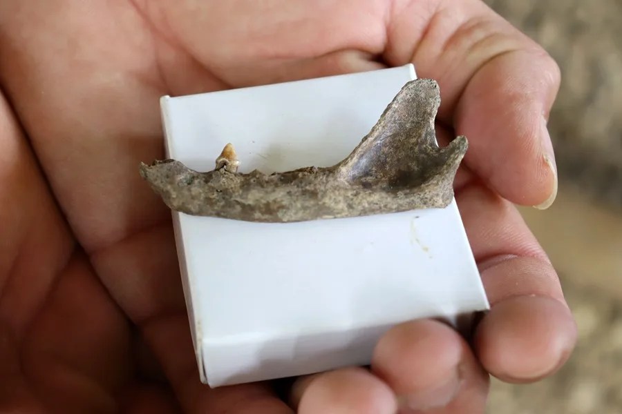 Amado y Cristian, los hermanos que han hallado miles de fósiles de megafauna en Costa Rica