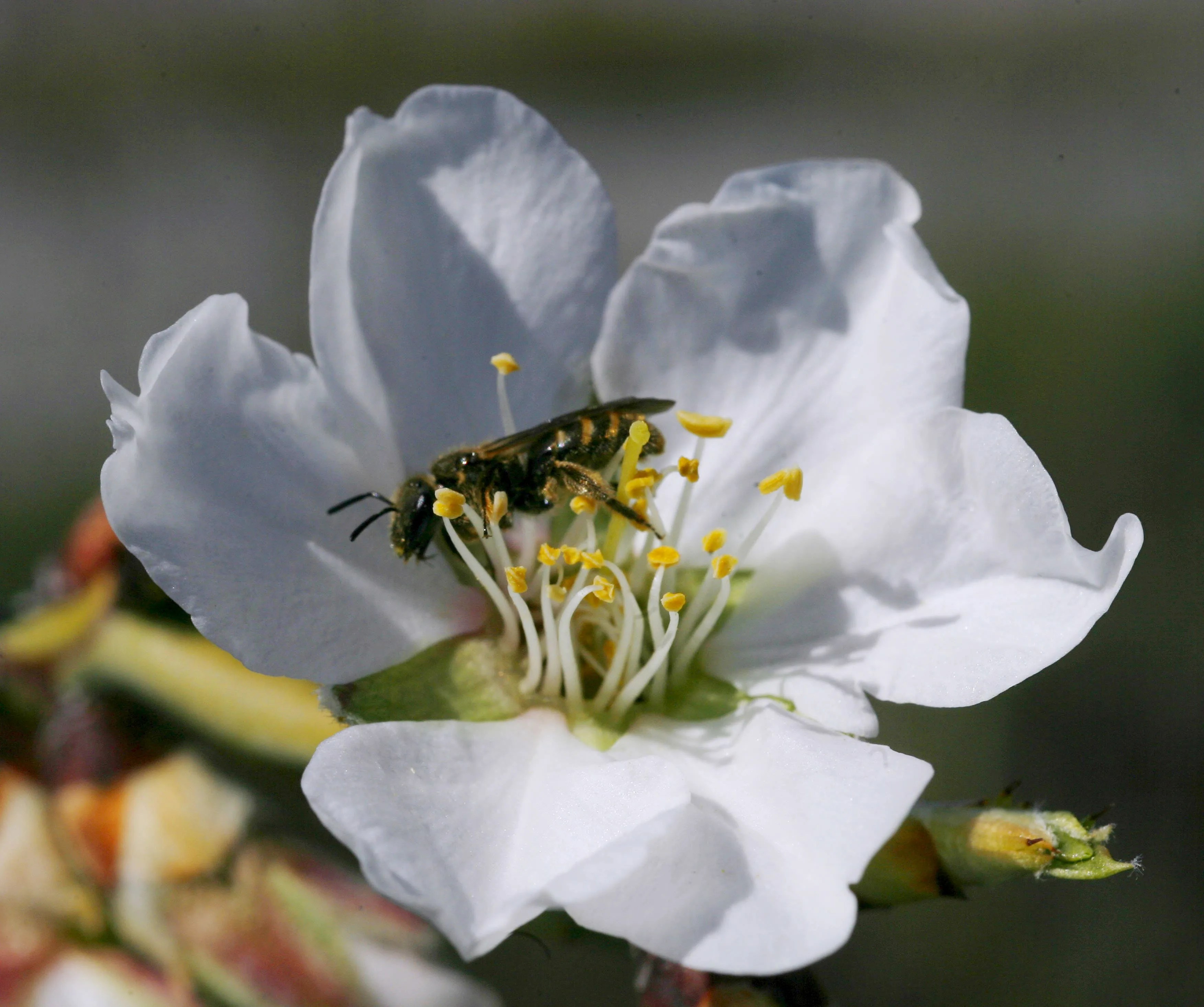 Doñana abejas