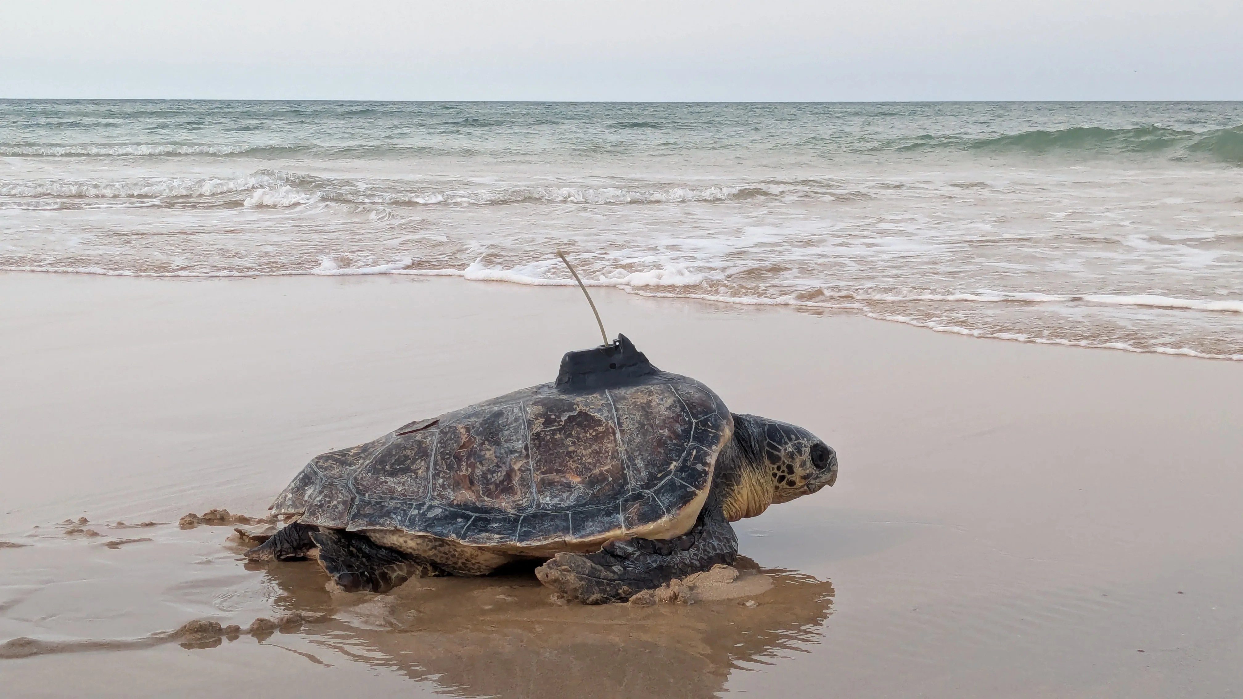 tortugas bobas