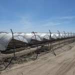 cultivos Doñana
