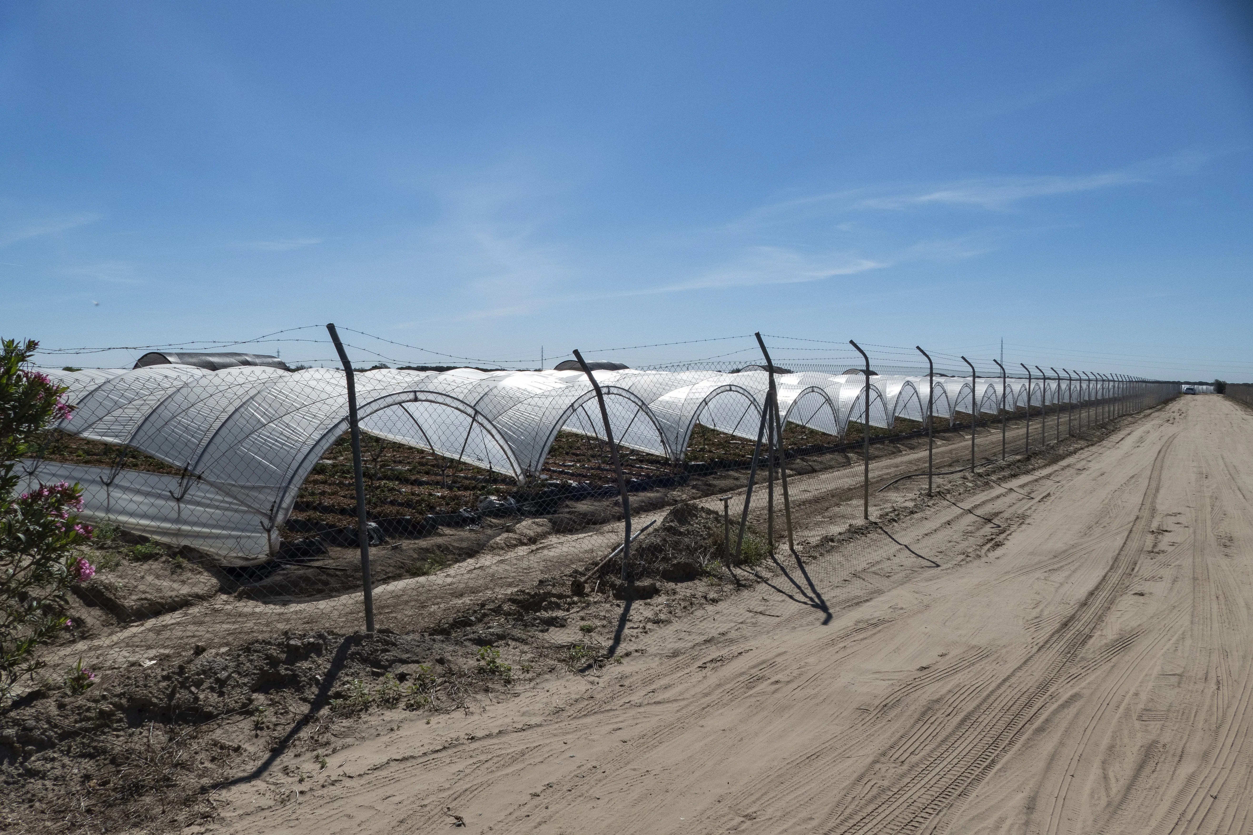 cultivos Doñana