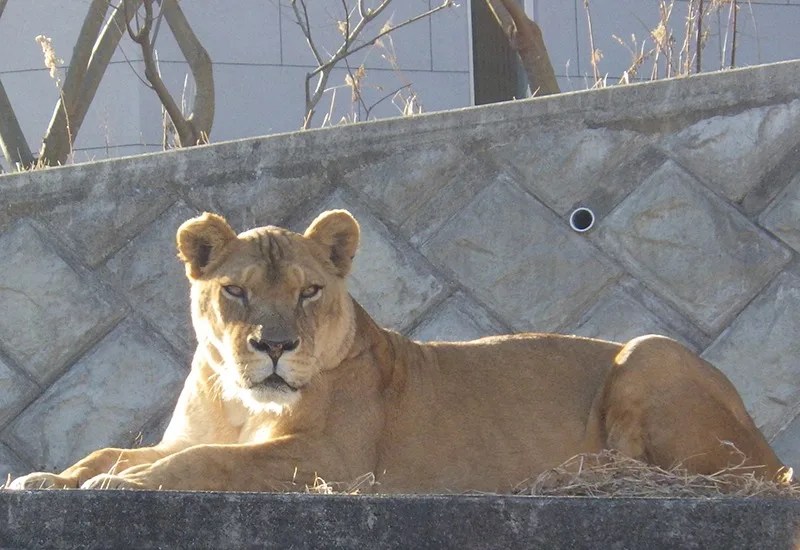 Polémica por la muerte de tres leonas en un zoo de Japón en plena ola de calor