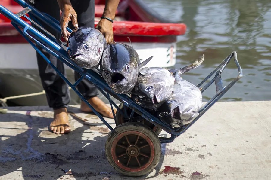 Pescadores y comerciantes, en la lucha por su sustento diario tras los terremotos en Venezuela