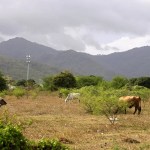 Los agricultores y ganaderos de Puerto Rico hacen malabares con el agua ante la sequía