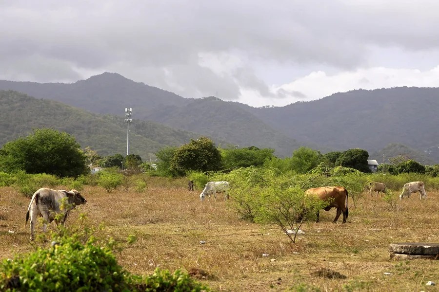Los agricultores y ganaderos de Puerto Rico hacen malabares con el agua ante la sequía