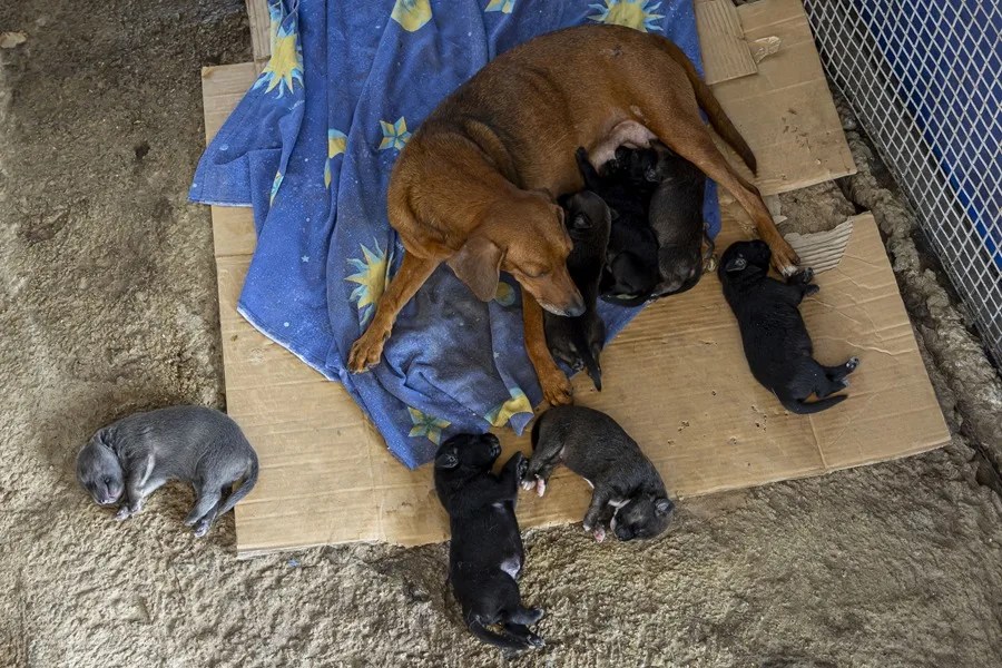 Las mascotas víctimas de los terremotos en Venezuela esperan por un hogar