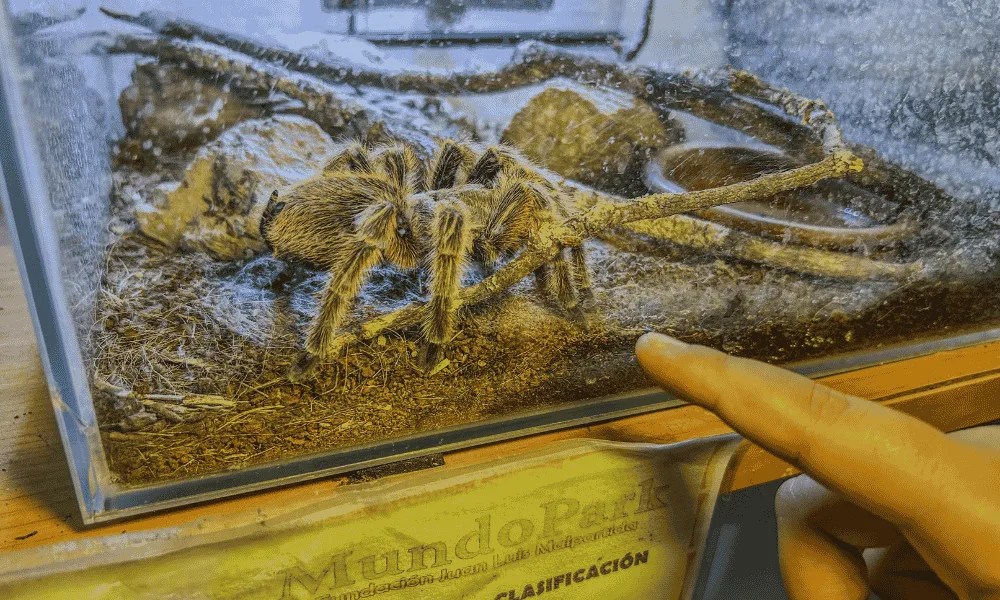 Ejemplar de tarántula que vive en el zoológico MundoPark de Guillena (Sevilla), que cada semana recibe a especies de animales exóticos que son desechadas o incautadas, y que tienen en este espacio una oportunidad de sobrevivir.