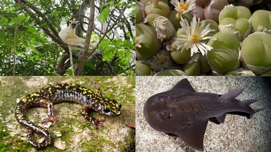 Leonardo DiCaprio y el fondo de Jeff Bezos destinan 200 millones de dólares para rescatar a 100 especies