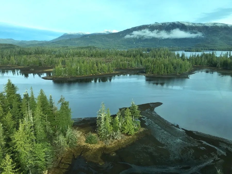 Estados Unidos toma medidas para permitir la tala de árboles en bosques nacionales