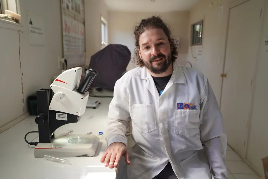 Caracoles habrían llegado a la Antártica viajando sobre macroalgas, según una investigación