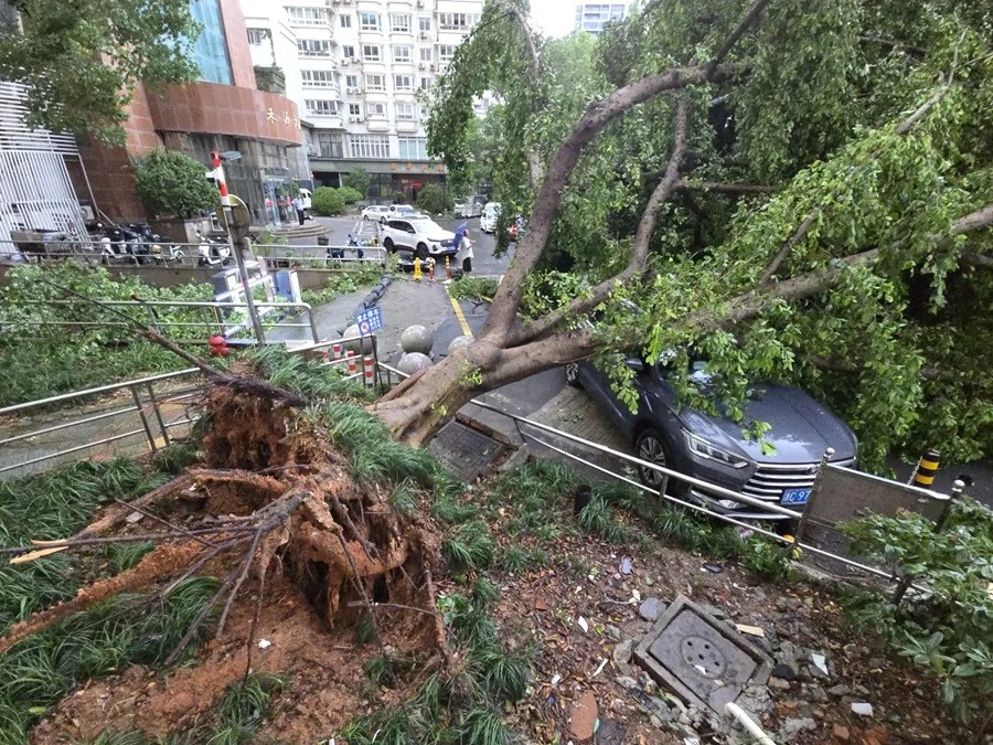 Coches destrozados tras el paso del tifón Dolphin en Wenzhou, China.
