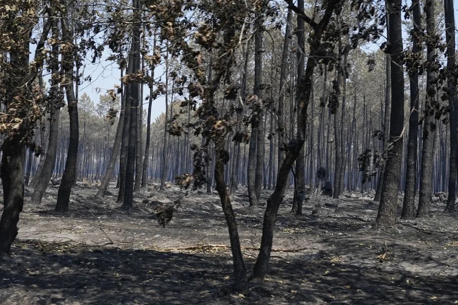 Zona arrasada por el incendio de la pasada semana en Gironda, Francia.