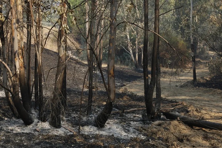 incendio Niebla Huelva