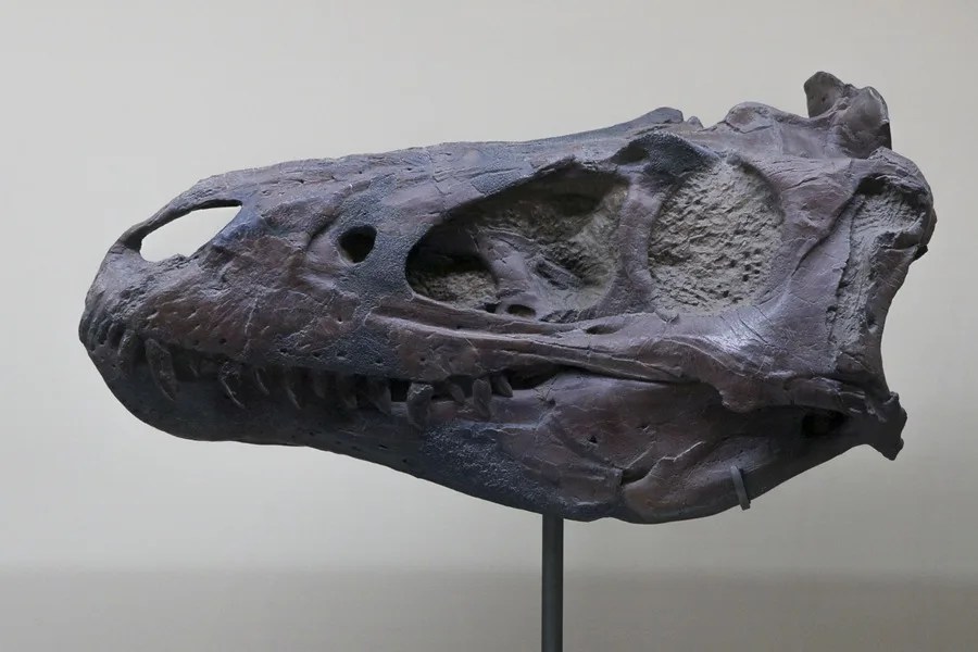 El Museo Nacional de Historia Natural de París organiza una exposición temporal en la que rescata fósiles de dinosaurios.