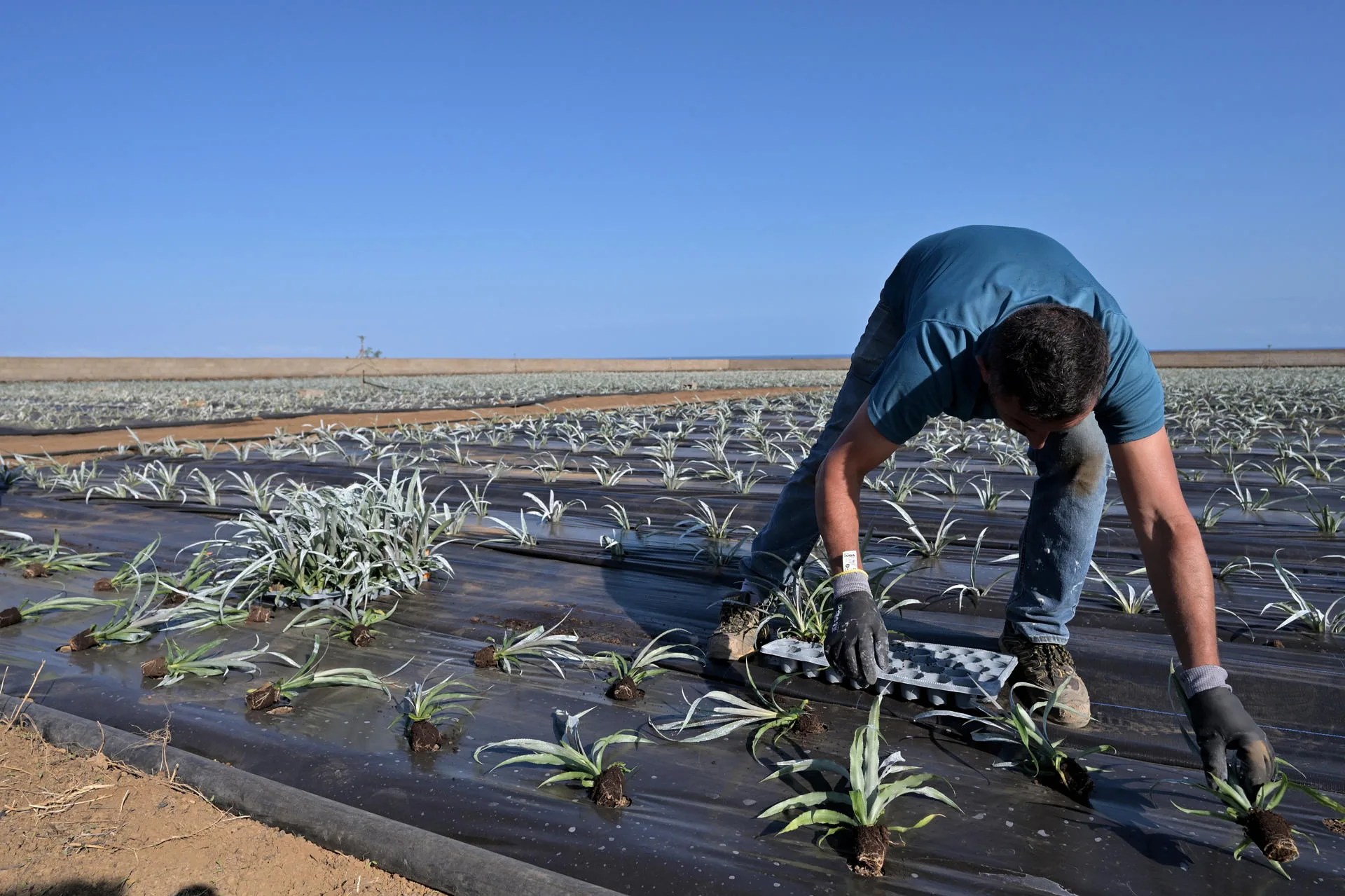 La Consejería de Agricultura, Ganadería, Pesca y Soberanía Alimentaria del Gobierno de Canarias ha entregado este lunes 45.822 plantas de piña tropical de la variedad "roja española" a productores de El Hierro, dentro del plan de recuperación de este cultivo afectado por diversas plagas. En la imagen, un agricultor siembra algunas de las 22.911 plantas de piña entregada este lunes a la SAT Frutas de El Hierro. EFE/ Gelmert Finol