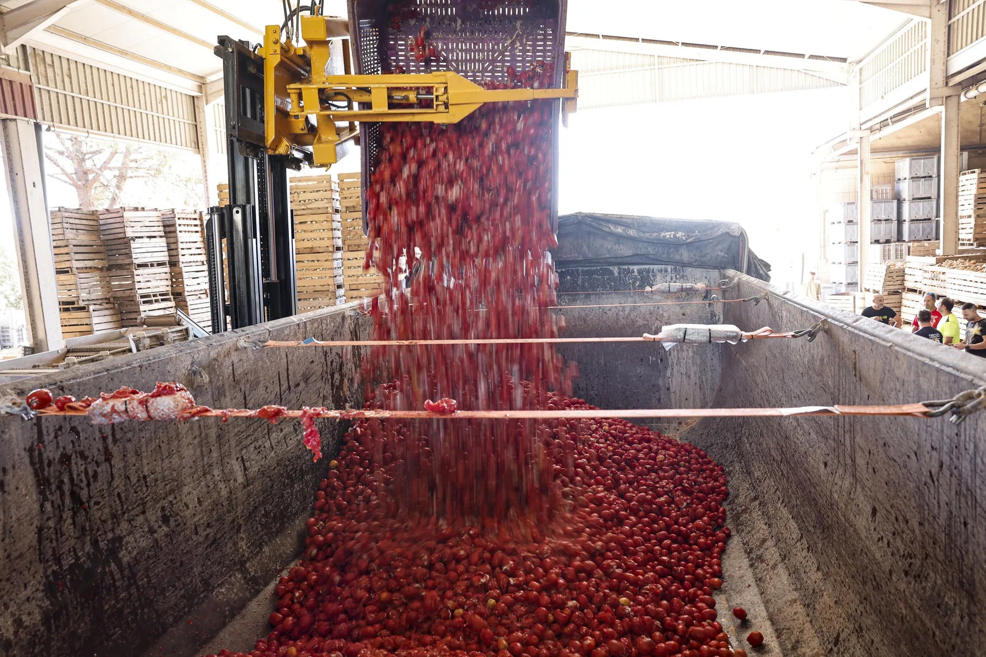 La localidad valenciana de Buñol ultima los preparativos para la Tomatina con la carga de los 150.000 kilos de tomate en los camiones que lo descargaran mañana miércoles por las calles de la localidad. EFE/Manuel Bruque