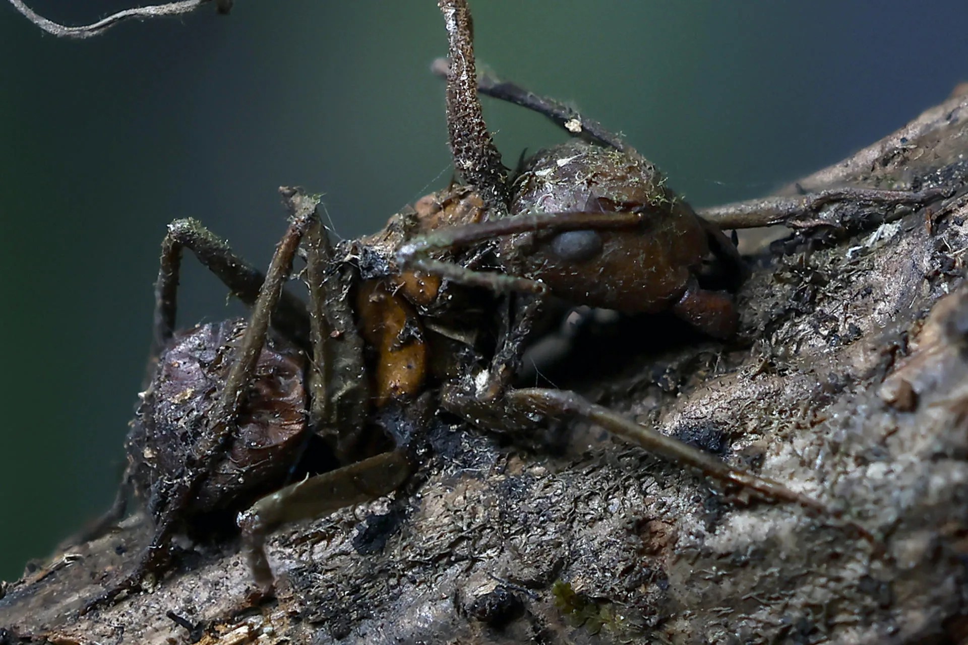A photograph showing an ant infected by the "zombie fungus" (Ophiocordyceps unilateralis) taken at the University Center for Biological and Agricultural Sciences (CUCBA) at the University of Guadalajara in Jalisco, Mexico, on Aug. 13, 2026. EFE/Francisco Guasco
