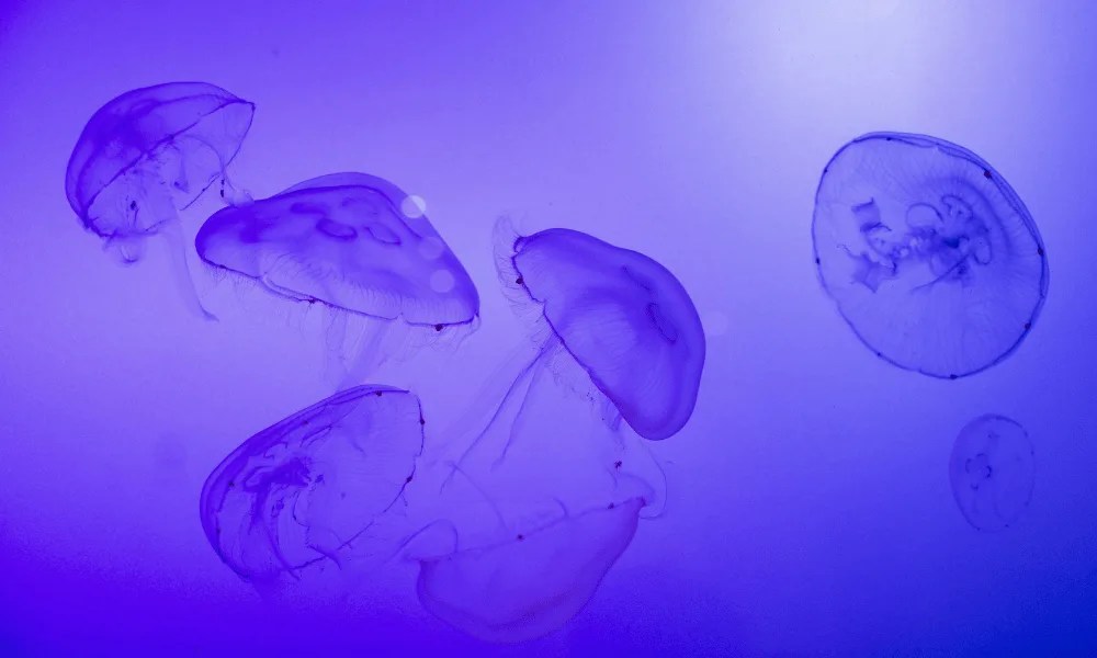 Unas medusas flotan en el Aquarium de San Sebastián