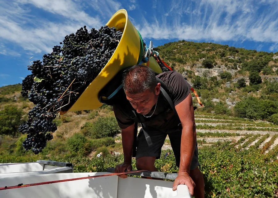 Un recolector de uvas durante las labores de vendimia en Les Poujols (Francia).
