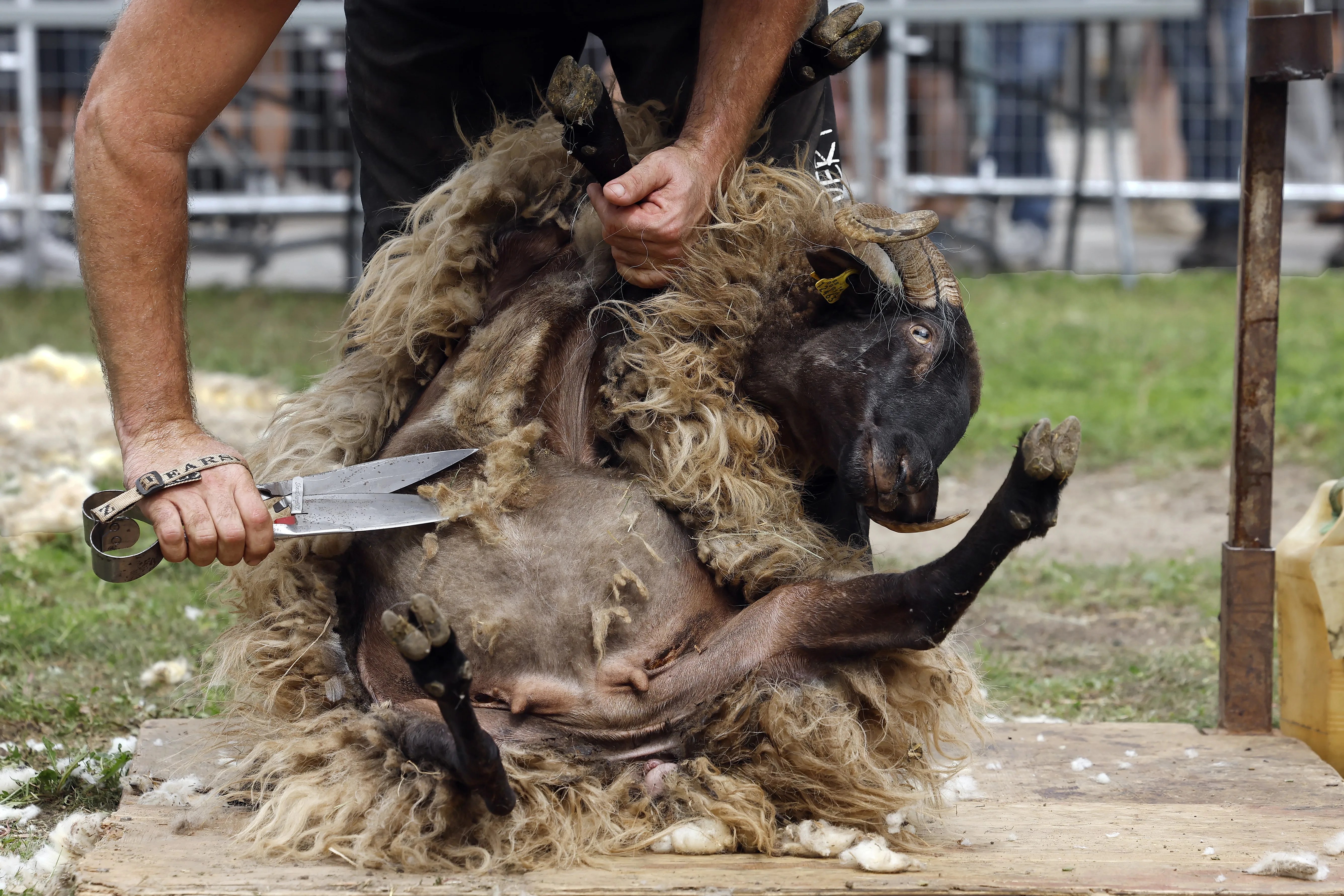 Imágenes de la feria de ganado ‘Autentika’ de Pamplona