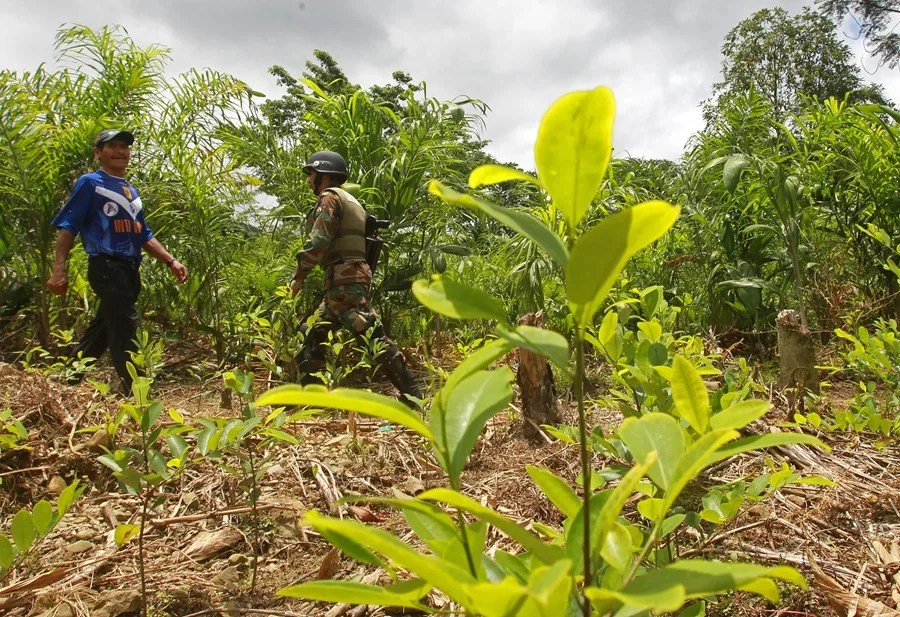 Los cultivos de hoja de coca en Bolivia se incrementaron un 7 % en 2025, según la ONU