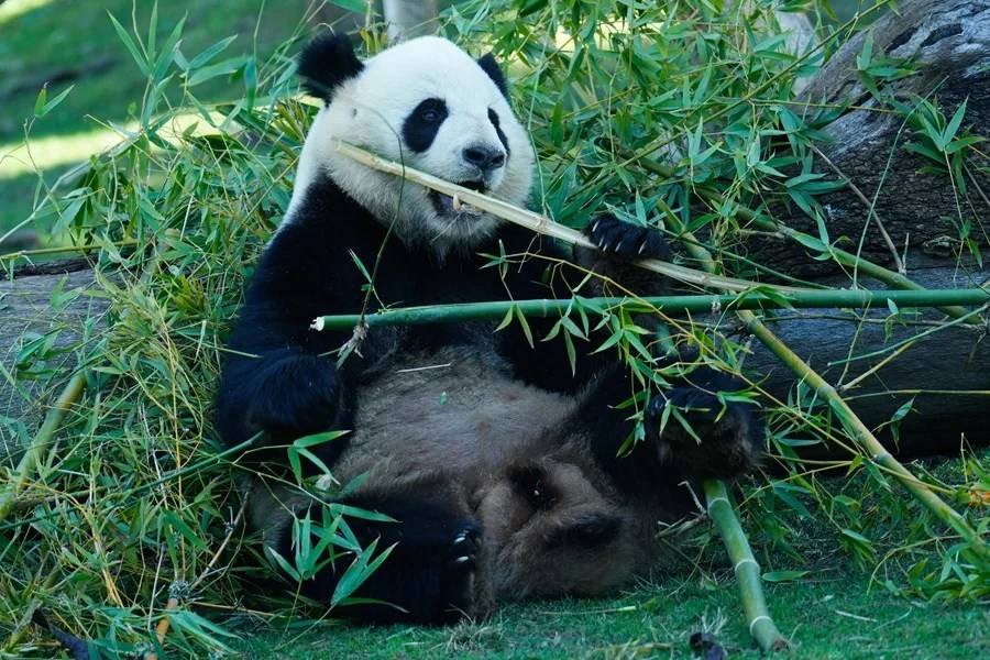 Pandas China EE.UU.