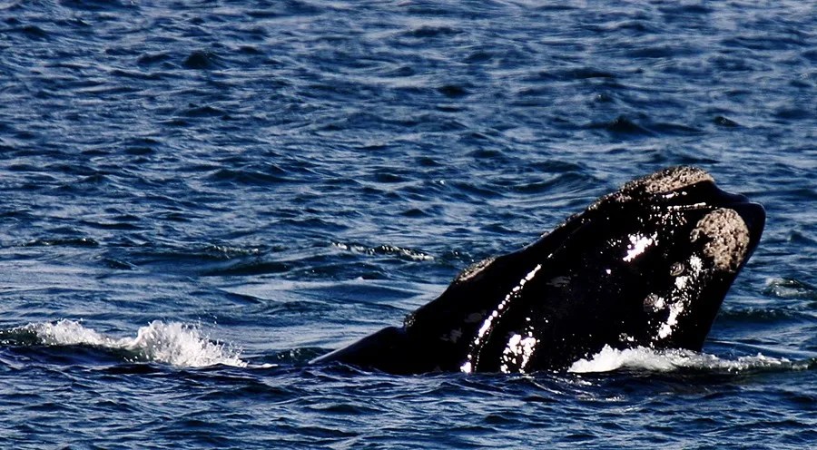 La muerte de cientos de ballenas en Argentina muestra valor de aguas patagónicas para la especie
