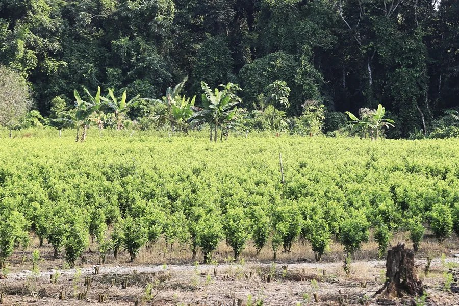 Juez en Putumayo frena plan piloto de fumigaciones aéreas contra cultivos ilícitos